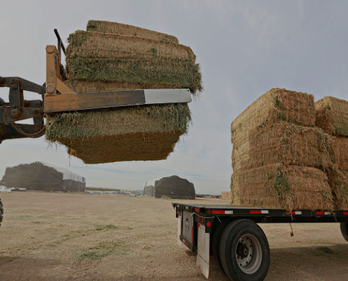 hay for sale
