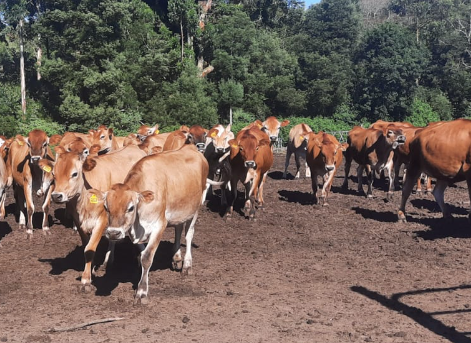 jersey cows for sale