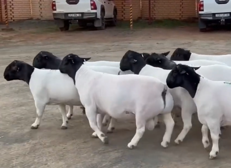 dorper sheep for sale