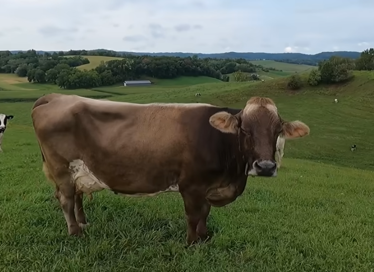 Brown Swiss cows for sale