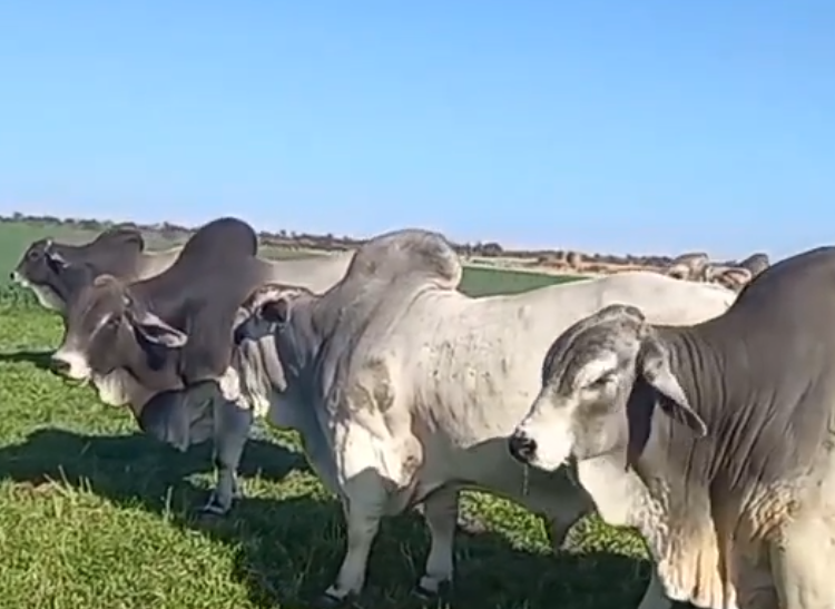 brahman cows for sale