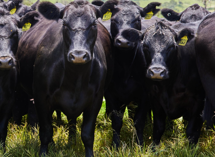 Angus cattle for sale