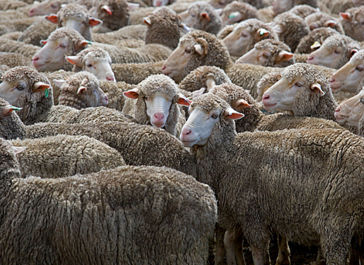 Merino Seep for sale