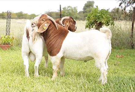 boer goats for sale